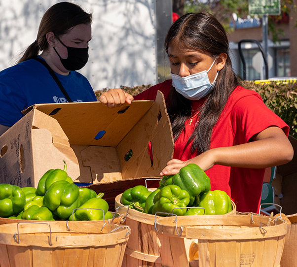 Un socio comunitario en el mercado de agricultores llenando un contenedor de productos agrícolas con pimientos verdes.