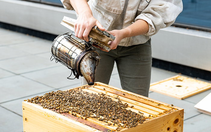 Un apicultor manipula una colmena cubierta de abejas en BCBSIL.